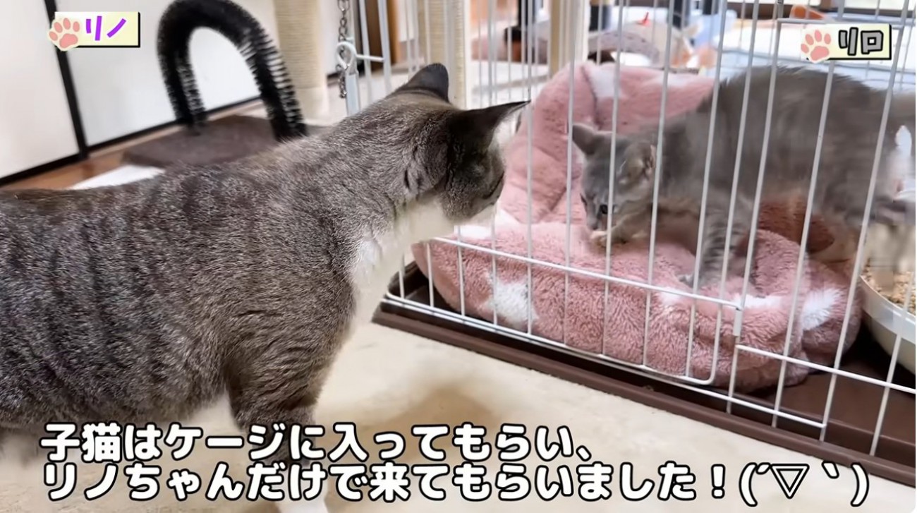 ケージの中の子猫を見ている大人猫
