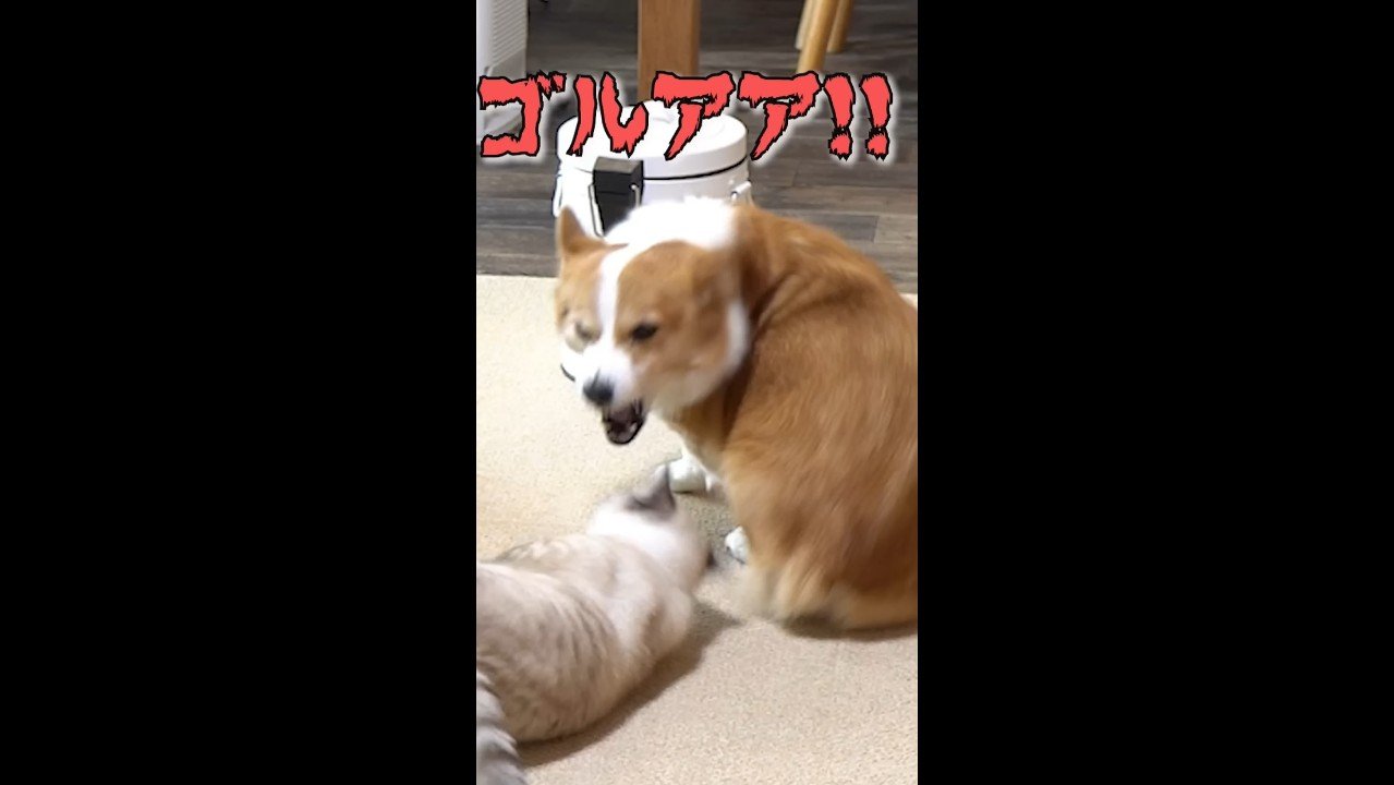 ゴルアア！！