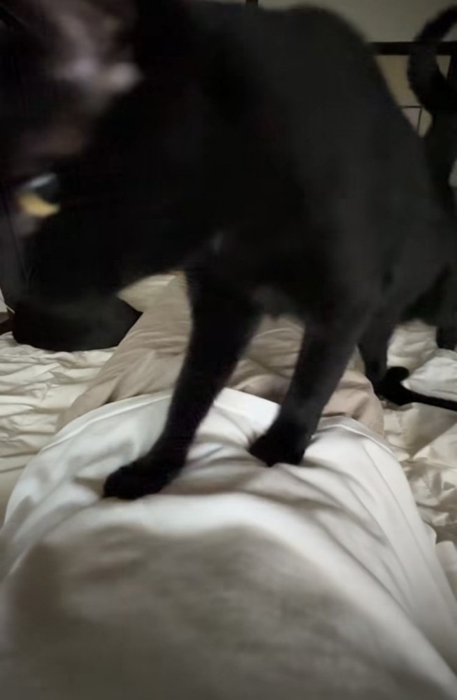 布団で寝る飼い主の体の上を歩く黒猫