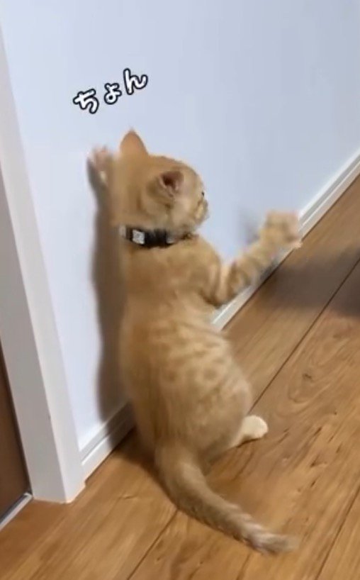 後ろ足で立ち上がりながら、左右の前足を黒猫の方へ伸ばす子猫