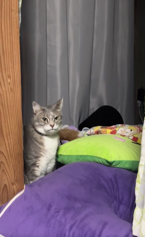 クッションの隙間でお座りをしているカメラ目線のサバトラ