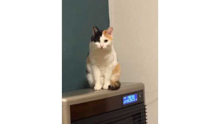 ストーブ上の猫