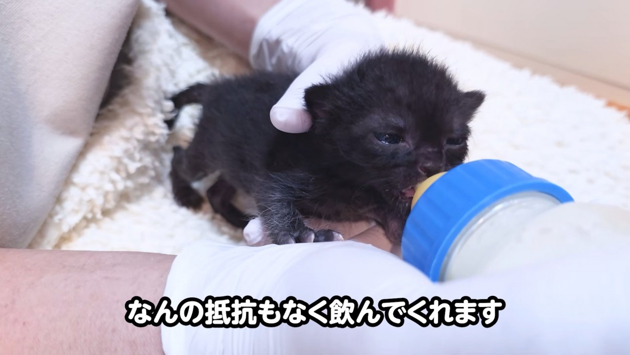 哺乳瓶でミルクを飲む子猫