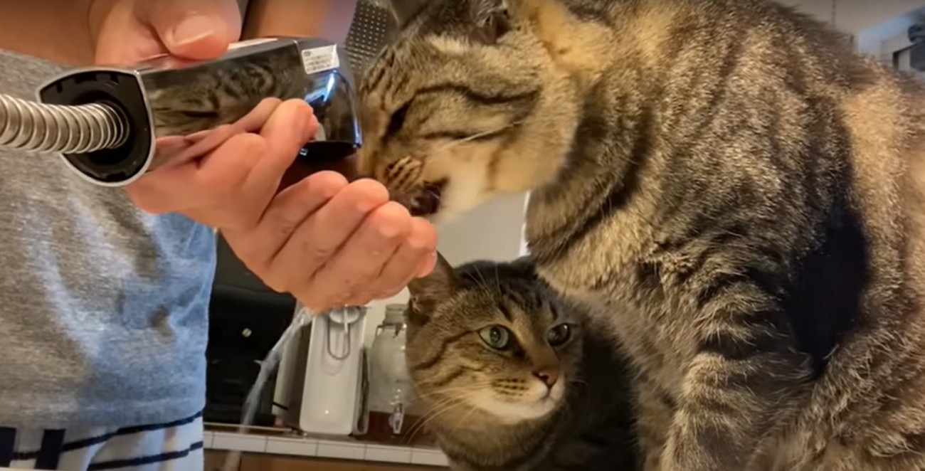 キッチンの上にいる2匹の猫