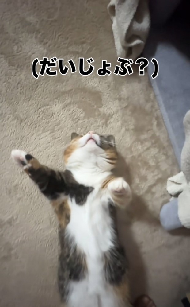 仰向けで寝るマンチカン