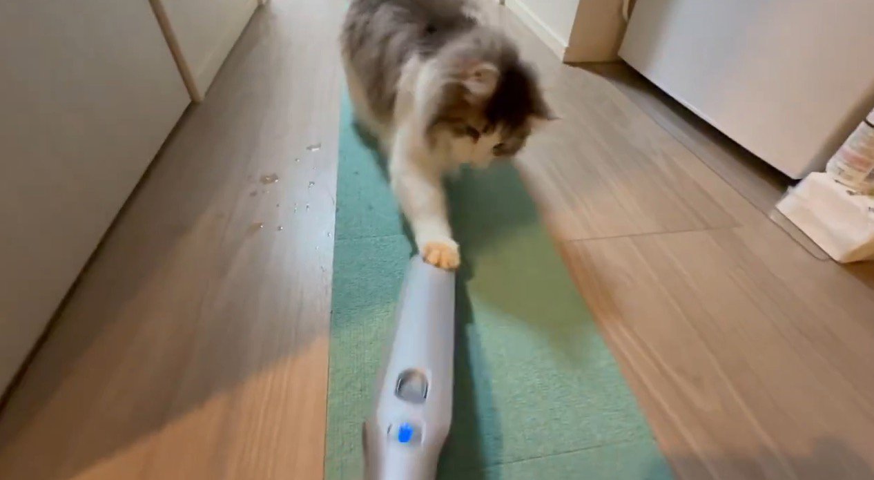 掃除機にパンチする猫
