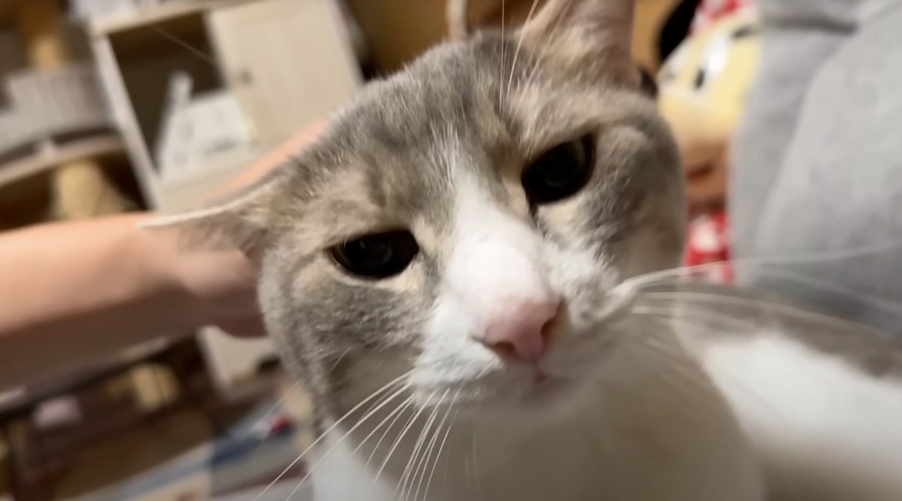 投稿者に撫でられて目を細める猫