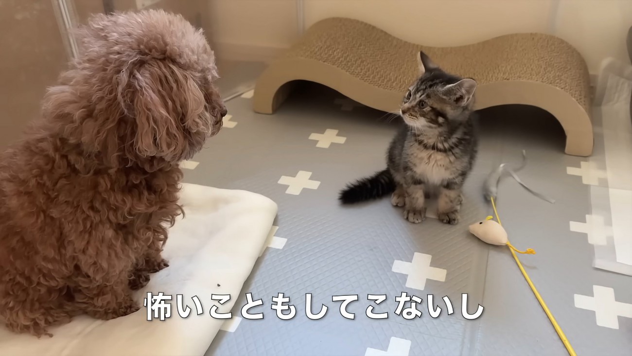 向かい合う犬と猫