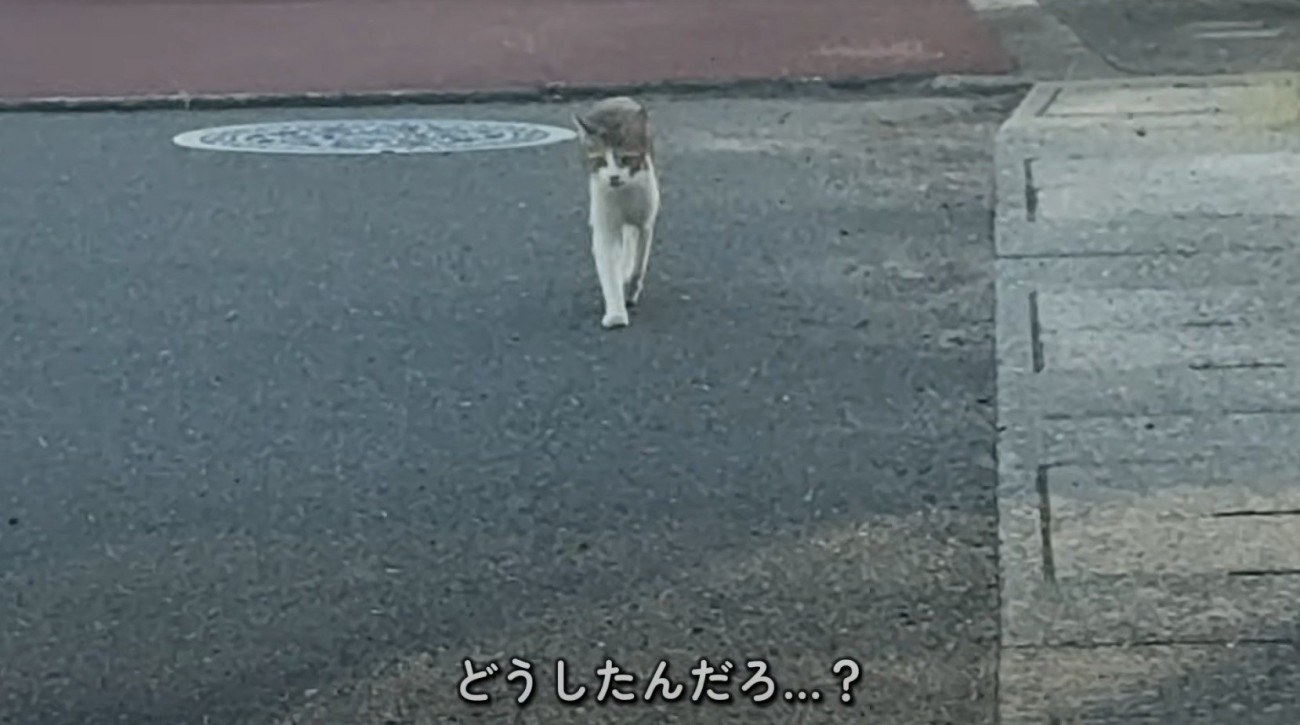 鳴きながら道路を歩くキジ白猫