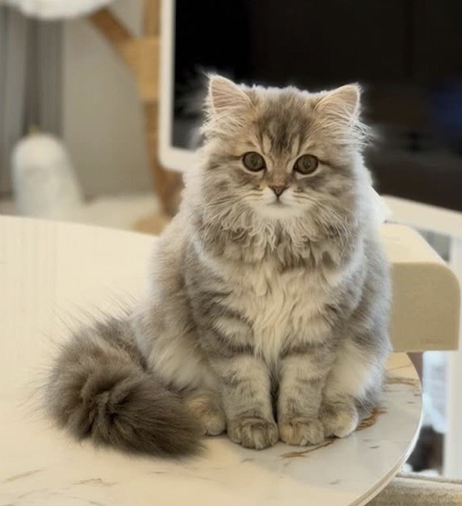 飼い主をジッと見つめる猫