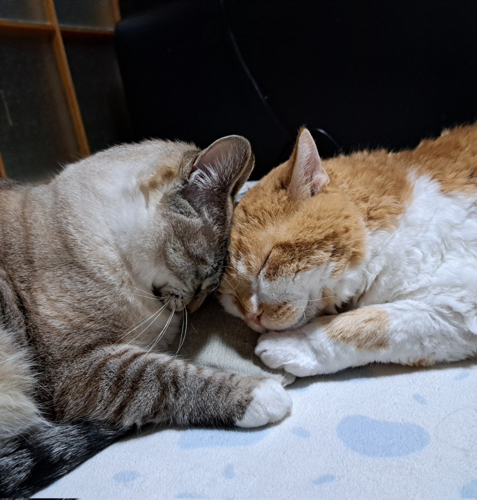 おでこをくっつける2匹の猫