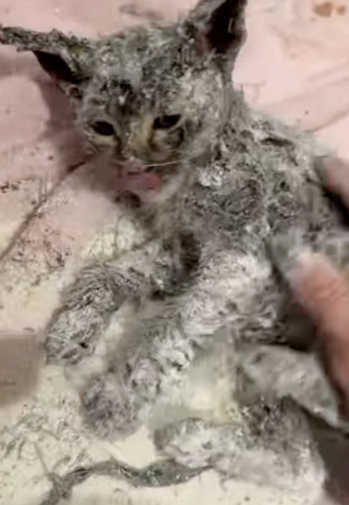 小麦粉を全身につけた子猫