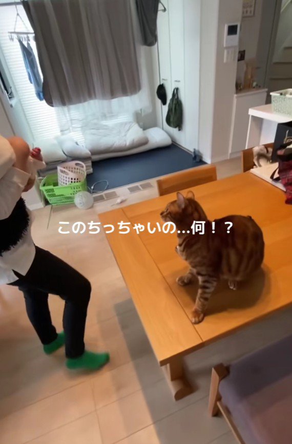 赤ちゃんを抱っこした女性と猫