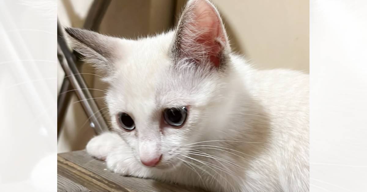 真っ白な猫を迎えたので『おもち』と名前をつけたら…半年後