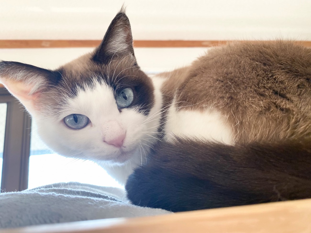 くつろいでいる猫