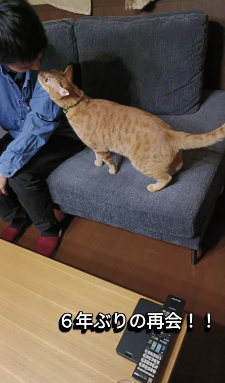 ソファに座っているお客さんに鼻チューする猫