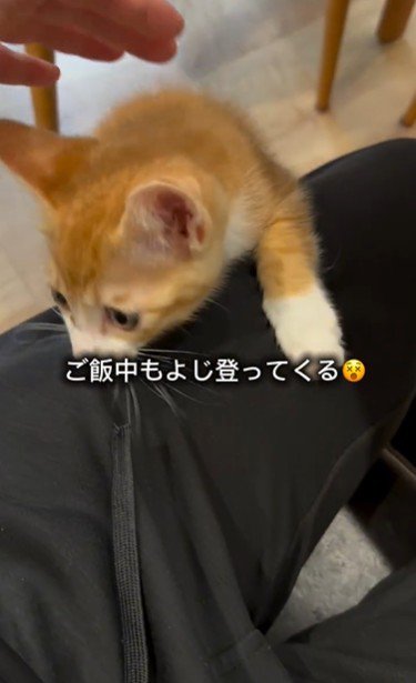 人の膝に飛びついている子猫
