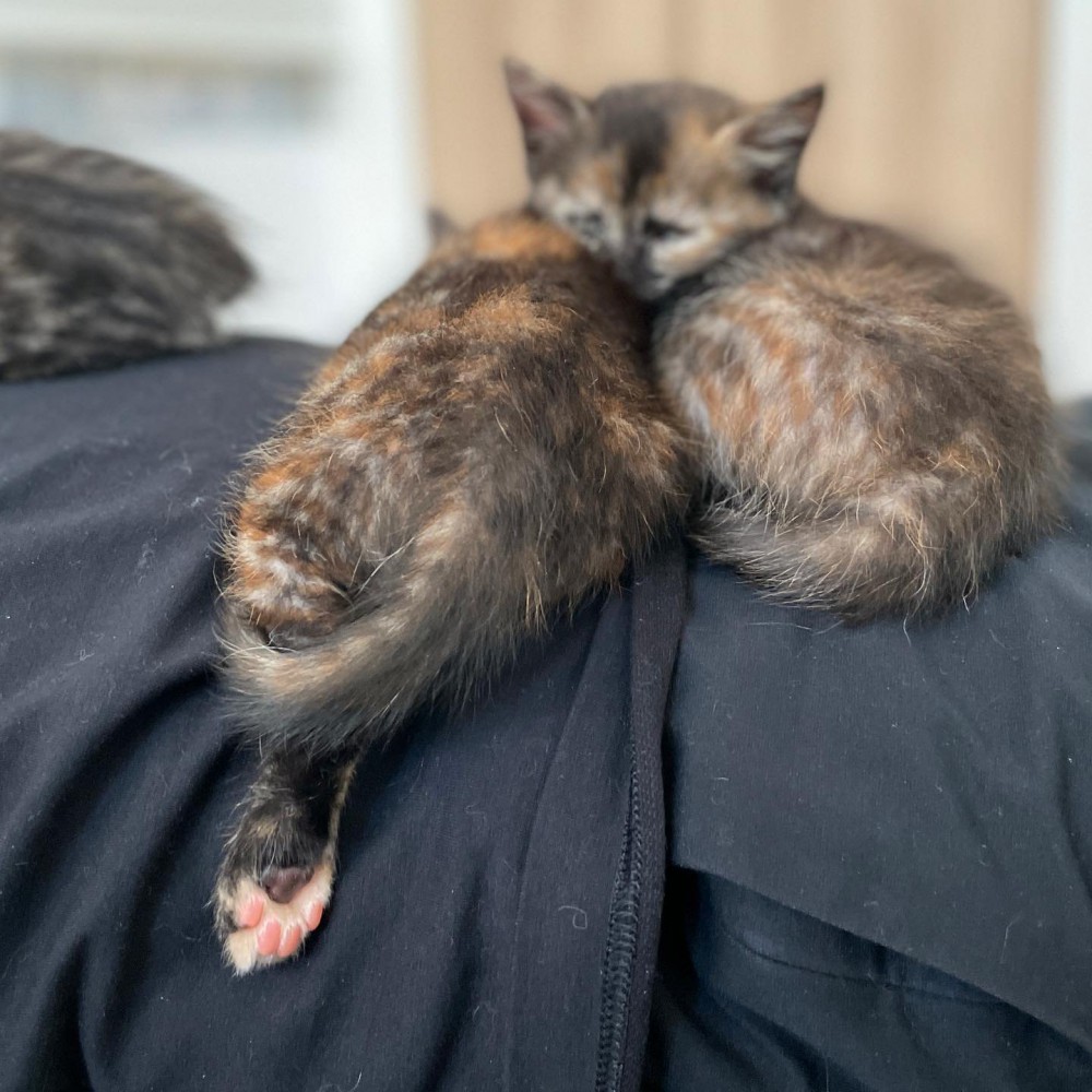 男性の上で寝る4匹の子猫