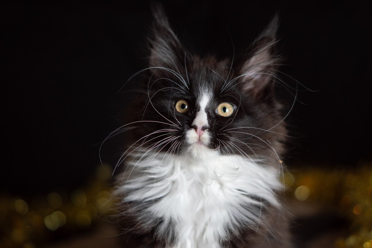 猫先輩二枚ブラックと白 個性派猫がいっぱい！『白黒猫』の豆知識4選 性格やパターンなど