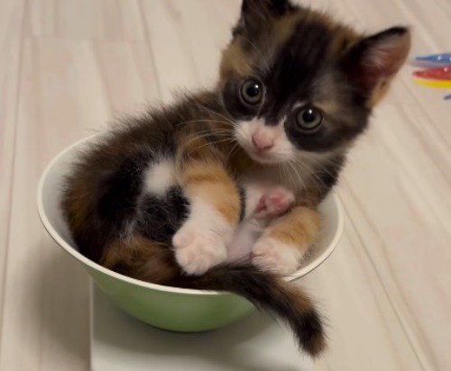 皿の中で体を丸める子猫
