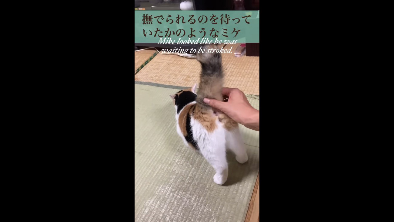 撫でられ待ちのミケ