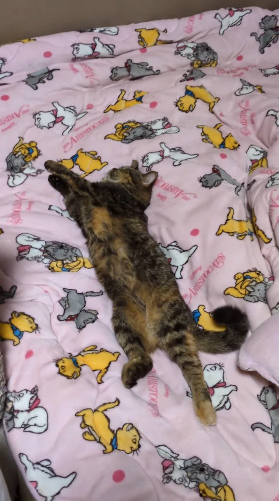 体を伸ばして眠る猫
