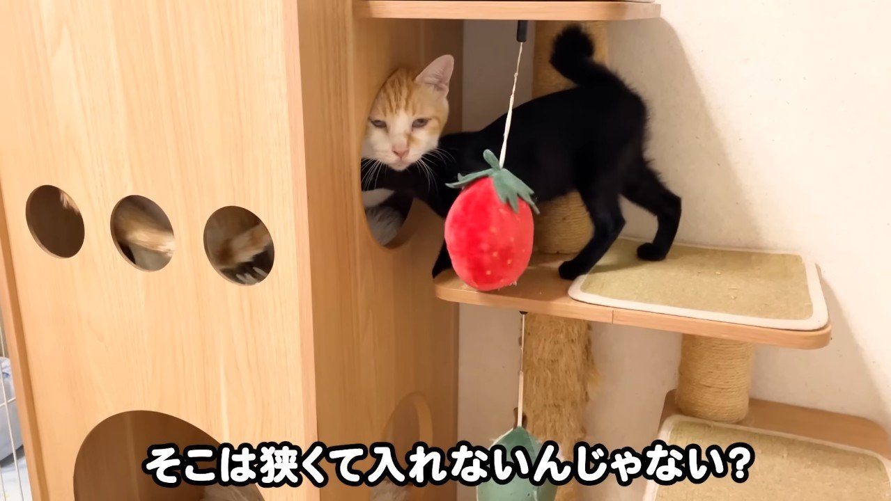 猫ハウス