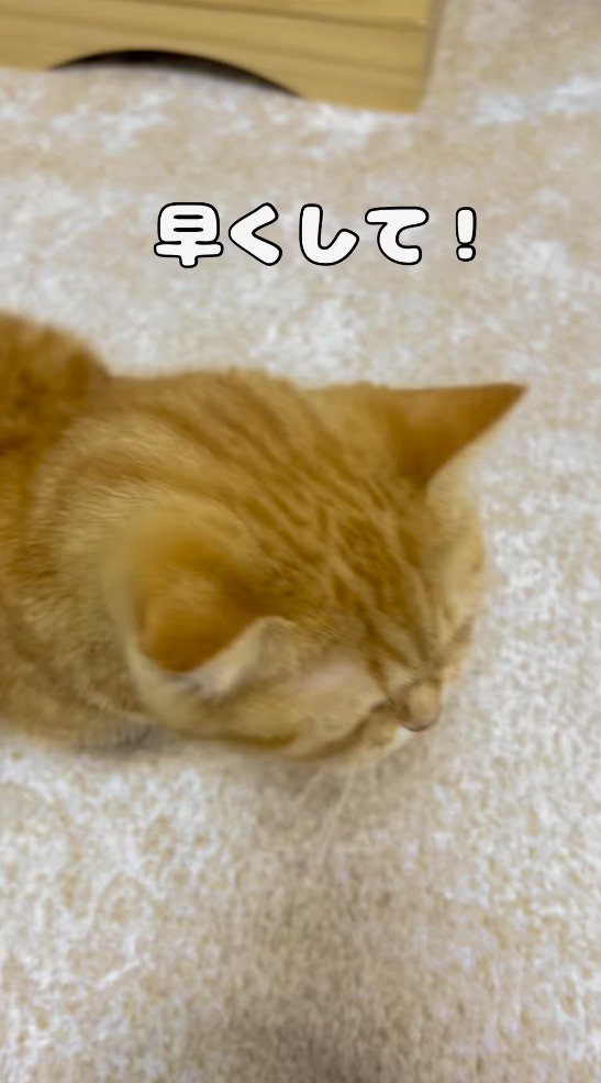 鳴き声を上げながら飼い主の周りを動き回る猫