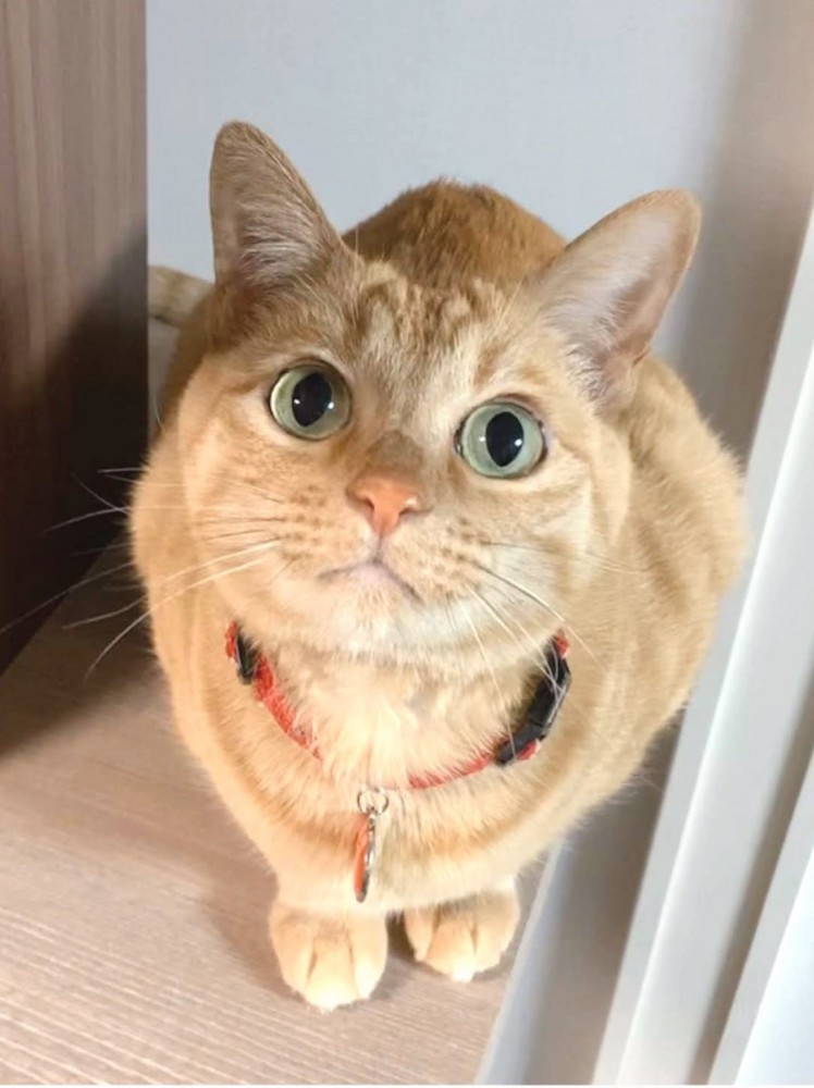 見つめてくる猫