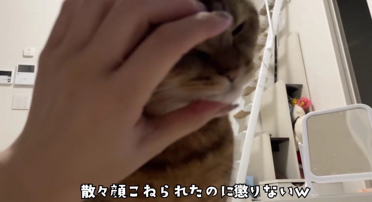 もっとやってほしそうに顔を飼い主さんの手に押し付けるみにらくん