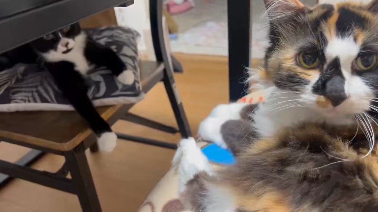 カメラ目線の2匹の猫