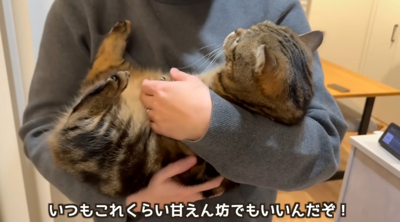 飼い主に抱っこされている猫
