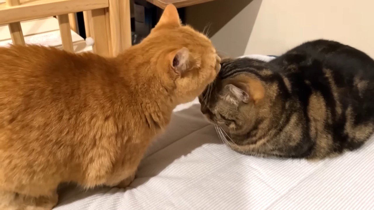 メルくんを毛づくろいするプリンくん