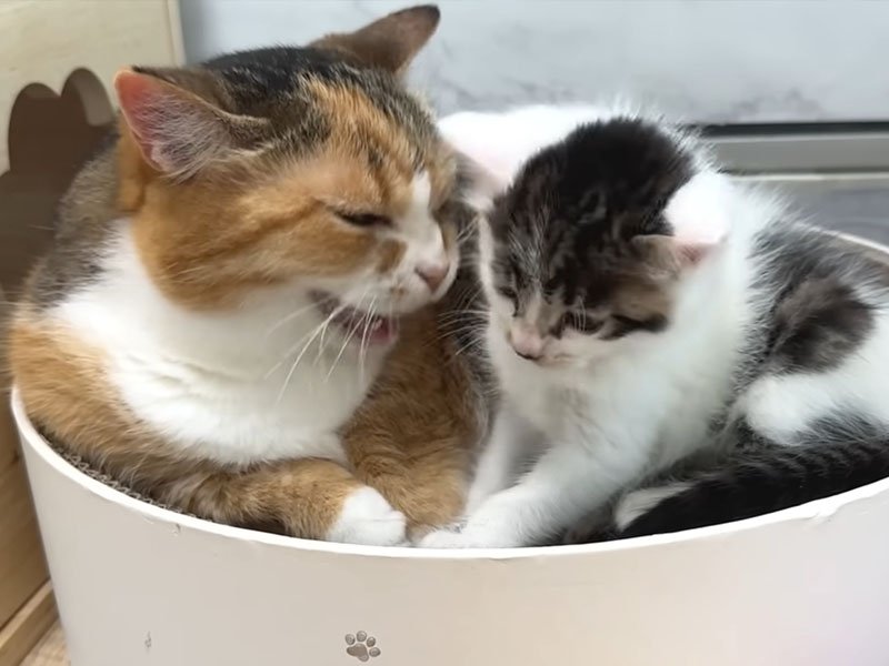 成猫と子猫