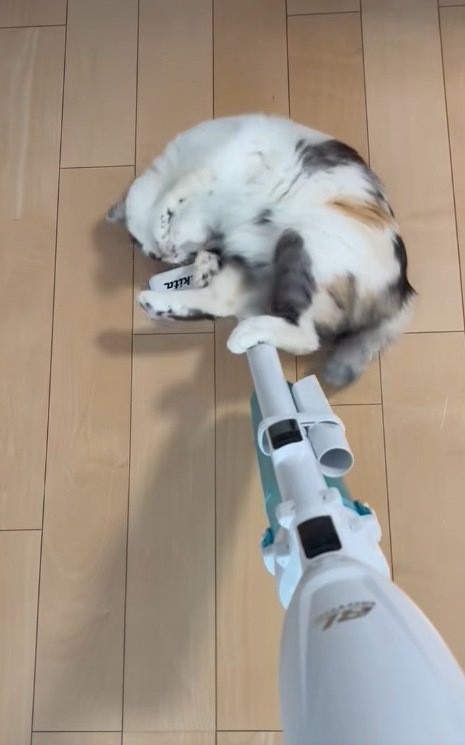 掃除機に背中をこすりつける三毛猫