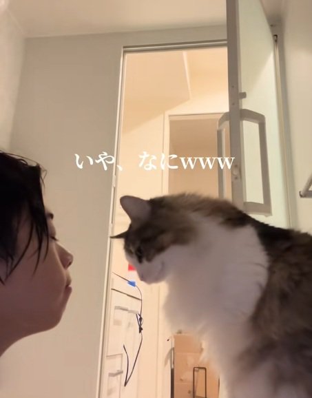 飼い主と向かい合って座っているノルウェージャンフォレストキャット