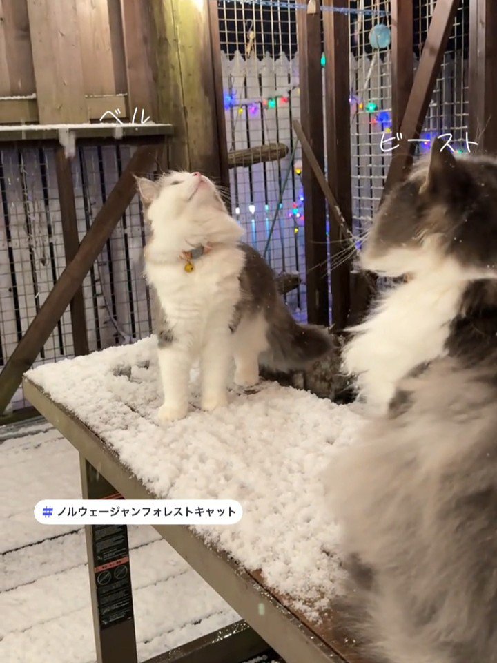 見上げる2匹のねこ