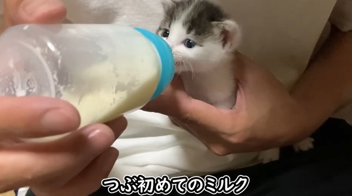 ミルクを飲む子猫1