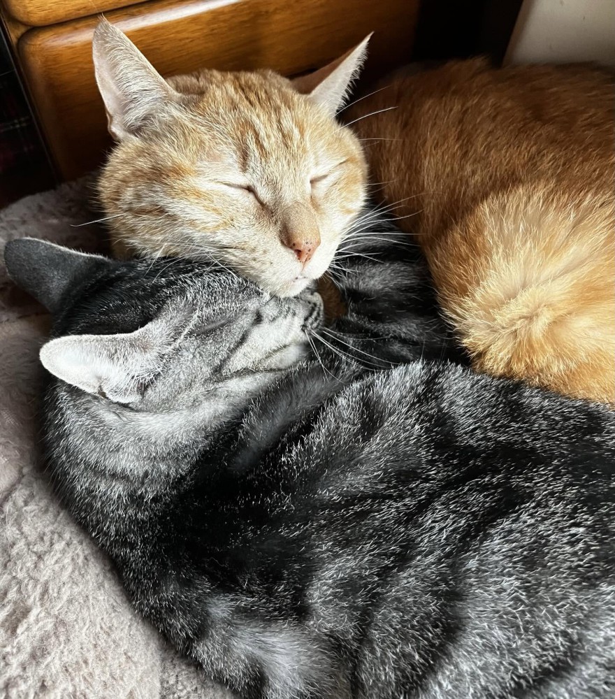 顔をくっつけて寝る2匹の猫
