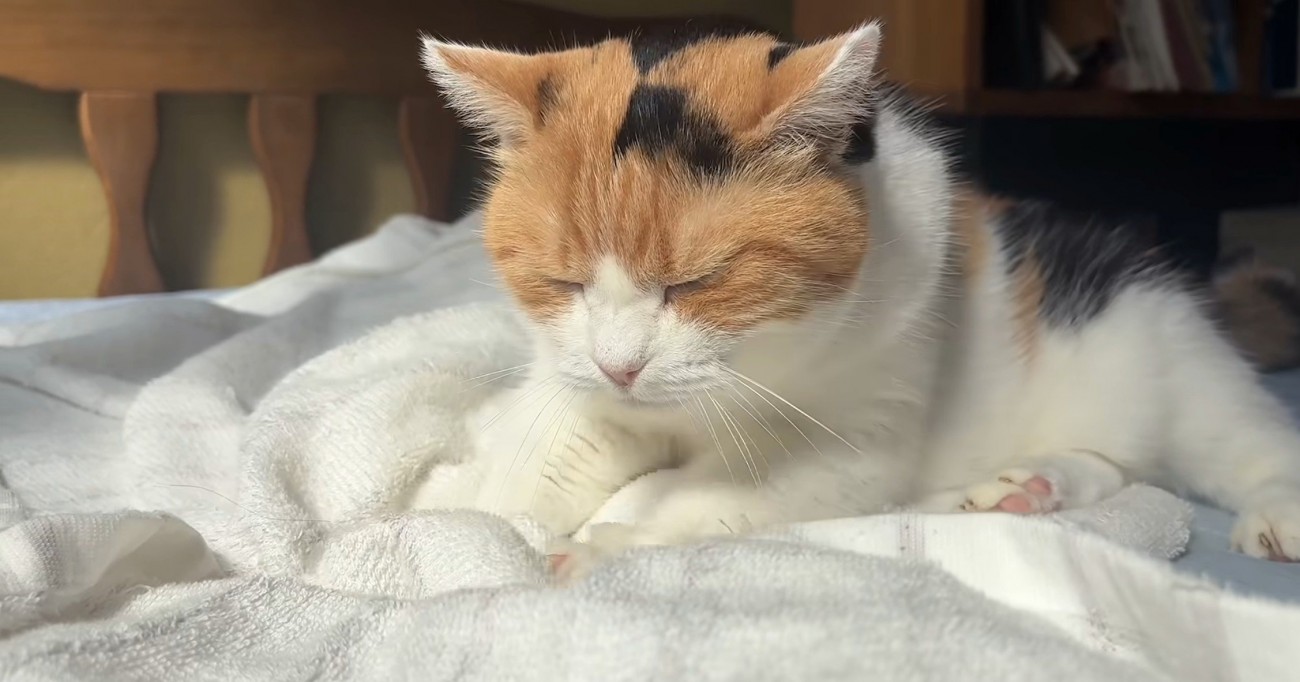 目を閉じた猫