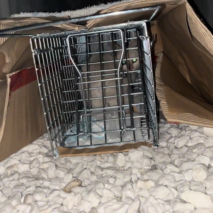 捕獲器の中にいる子猫