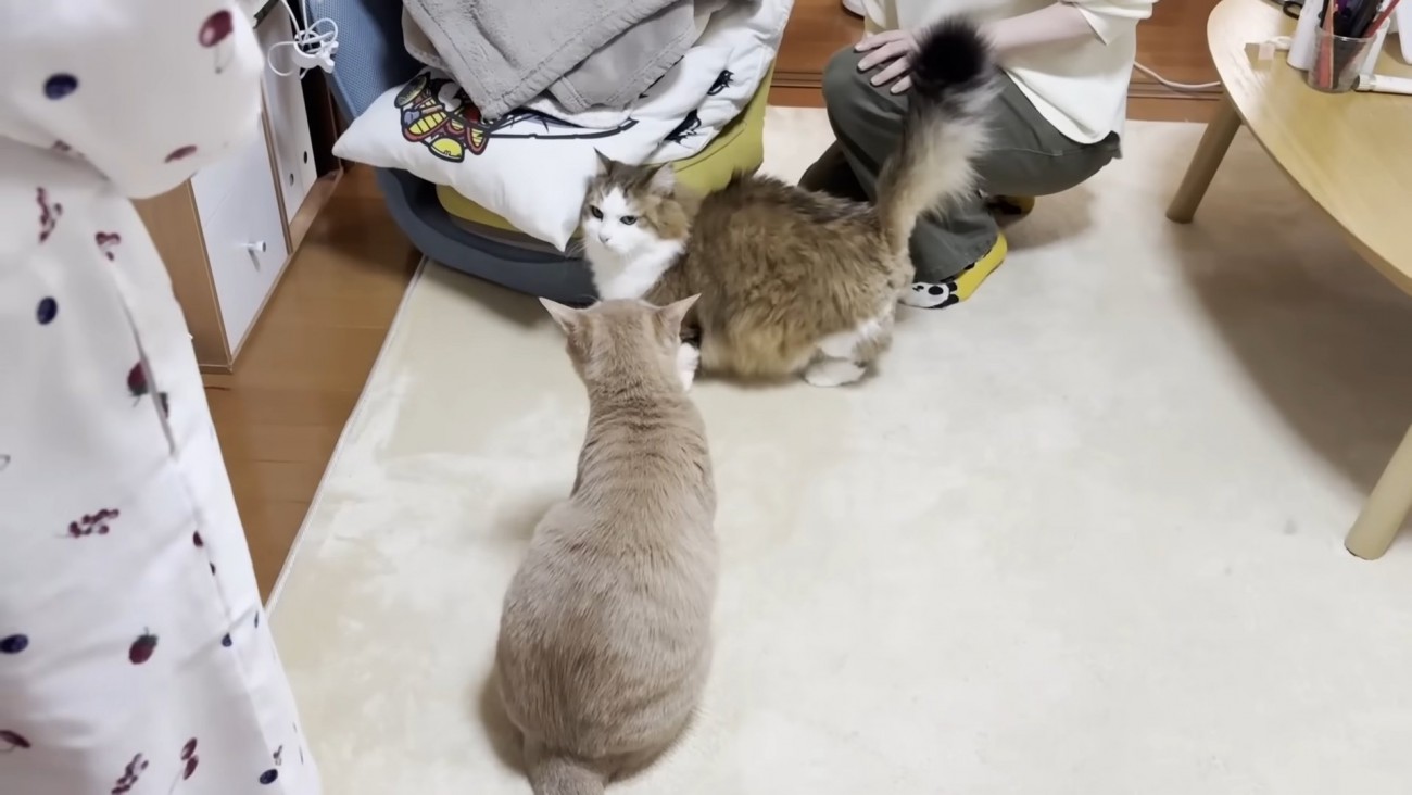 座る短毛猫と向き合い、白いクッションに右頬を寄せる長毛猫