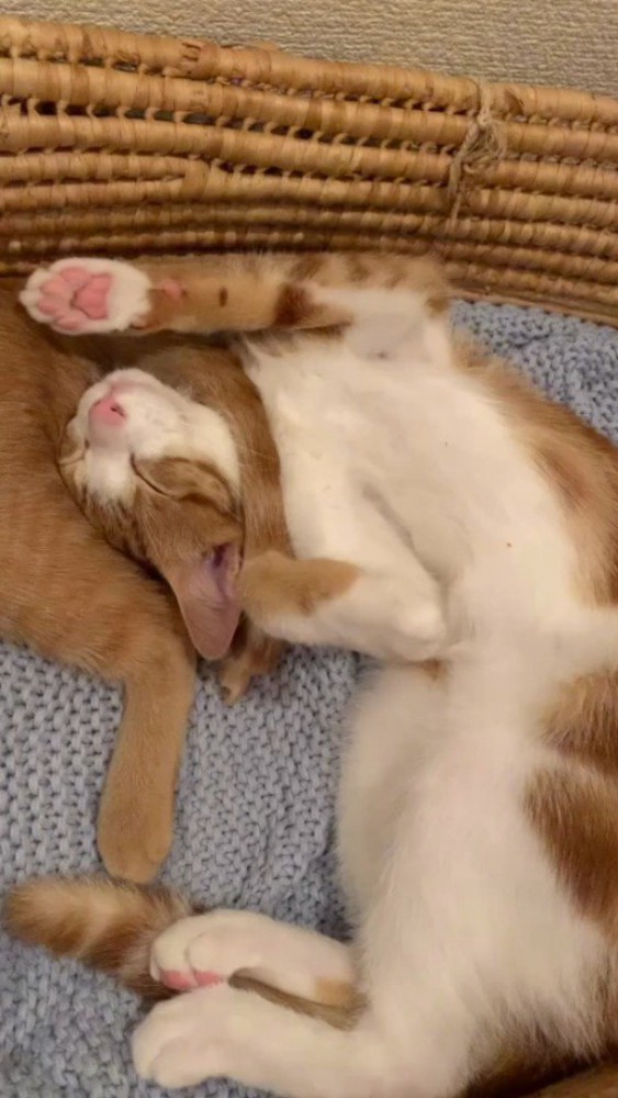 カゴの中でくつろぐ2頭の猫