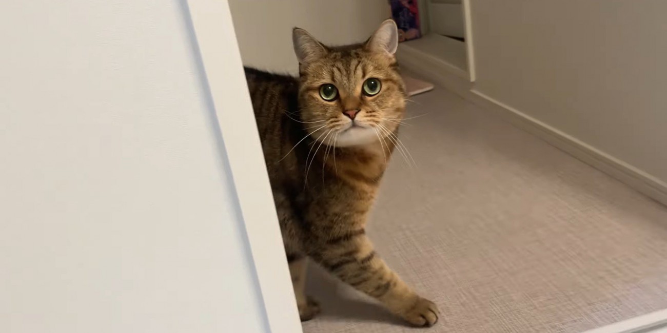 洗面所で飼い主を見上げる猫