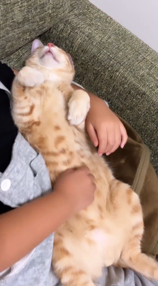 女の子にお腹を撫でられながら眠る猫