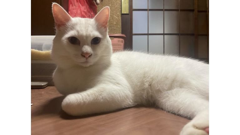 室内にいる猫