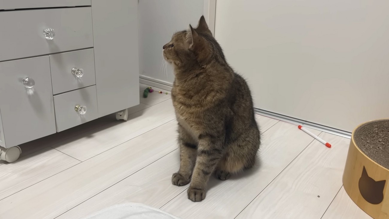 察知する猫