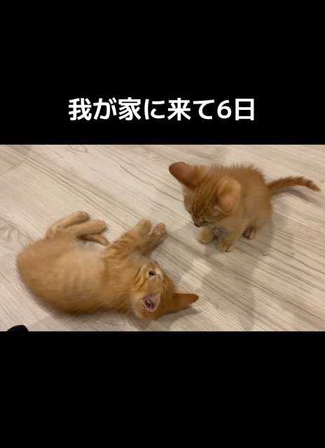 床に寝転がったり座ったりしている2匹の子猫