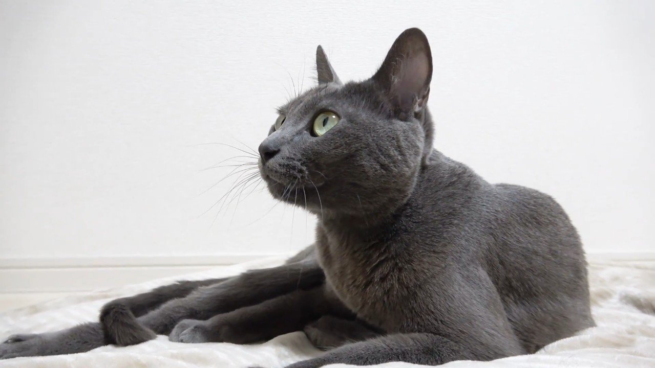 休みながら見上げる姿