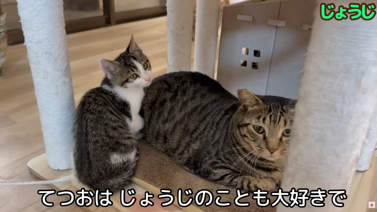 テロップ「てつおはじょうじのことも～」